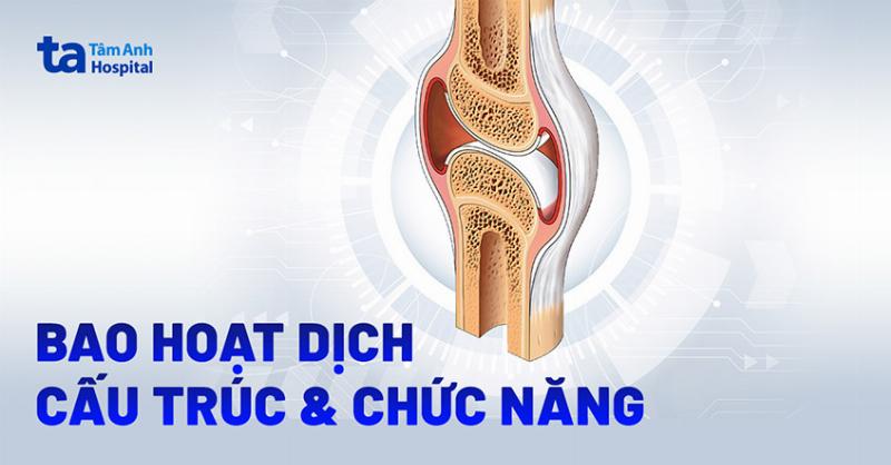 Cấu Tạo Bao Hoạt Dịch Khớp Gối