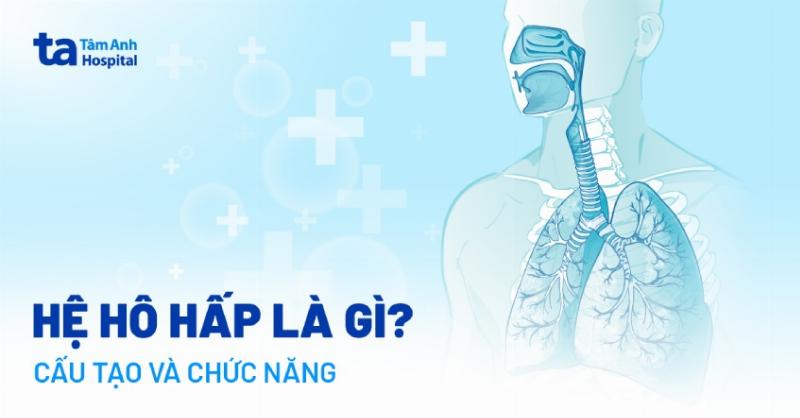 Cấu tạo hệ hô hấp người