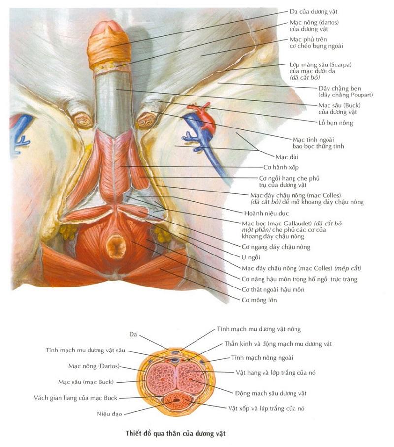 Cấu tạo dương vật