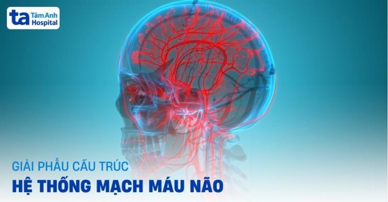 Hệ thống động mạch não người