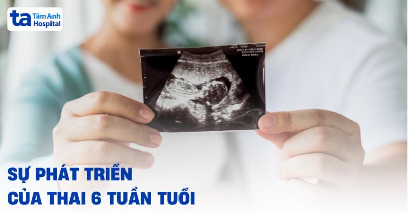 Sự phát triển tim thai ở tuần thứ 6