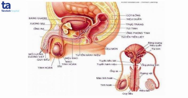 Tuyến tiền liệt và túi tinh