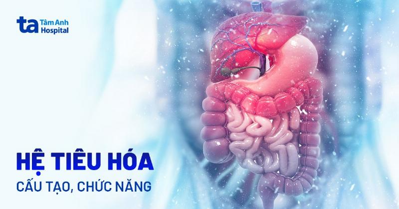 Vai trò của hệ tuần hoàn trong sức khỏe răng miệng