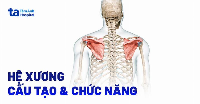 Phân loại xương trong cơ thể
