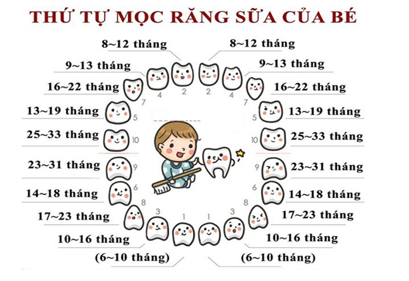 Thứ tự mọc răng của bé