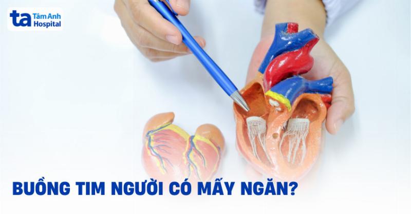 Cấu tạo 4 ngăn của trái tim con người
