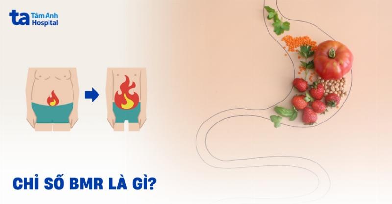 BMR bao nhiêu là chuẩn? Hiểu đúng chỉ số trao đổi chất cơ bản của bạn