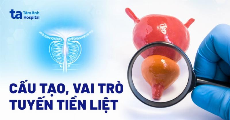 Hình ảnh minh họa tác động của phẫu thuật vùng chậu lên cơ quan sinh sản nam giới