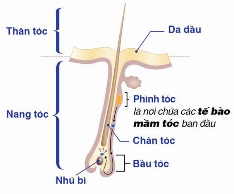 Cách Làm Cho Tóc Nhanh Dài Hơn: Bí Quyết Từ Chuyên Gia Y Tế Để Có Mái Tóc Ước Mơ
