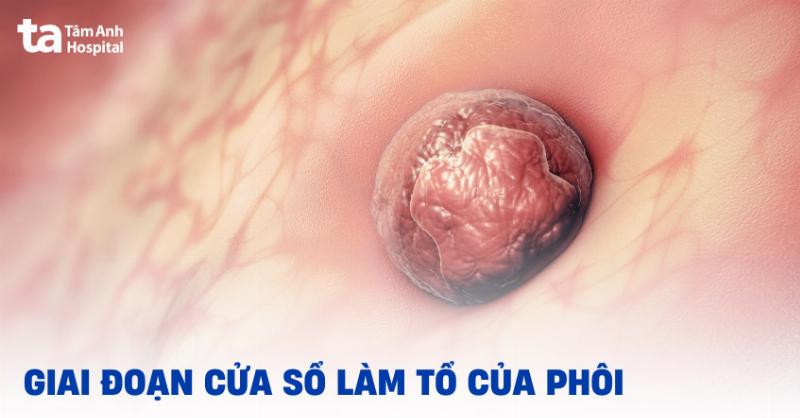 Thuốc Đặt Sau Chuyển Phôi Có Tác Dụng Gì? Chìa Khóa Hỗ Trợ Thai Nghén