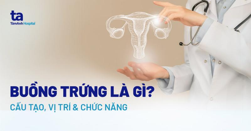 Gai Sinh Dục Là Gì? Giải Mã Chi Tiết Từ Chuyên Gia