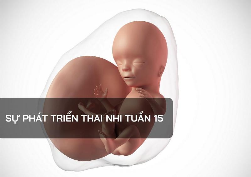 Hinh anh thai nhi tuan 15 dang cu dong trong bung me