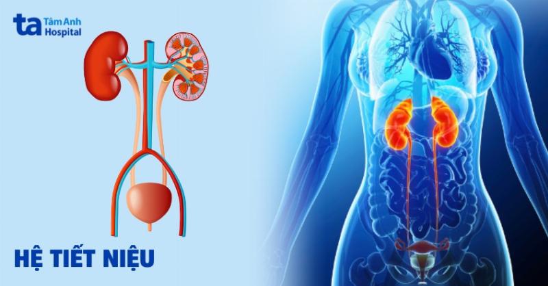 Vi Sao Nước Tiểu Màu Vàng Đậm? Giải Mã Ngay Dấu Hiệu Cơ Thể Bạn