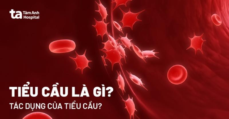 Tụt Tiểu Cầu Là Gì: Hiểu Rõ Từ A Đến Z Để Chủ Động Chăm Sóc Sức Khỏe