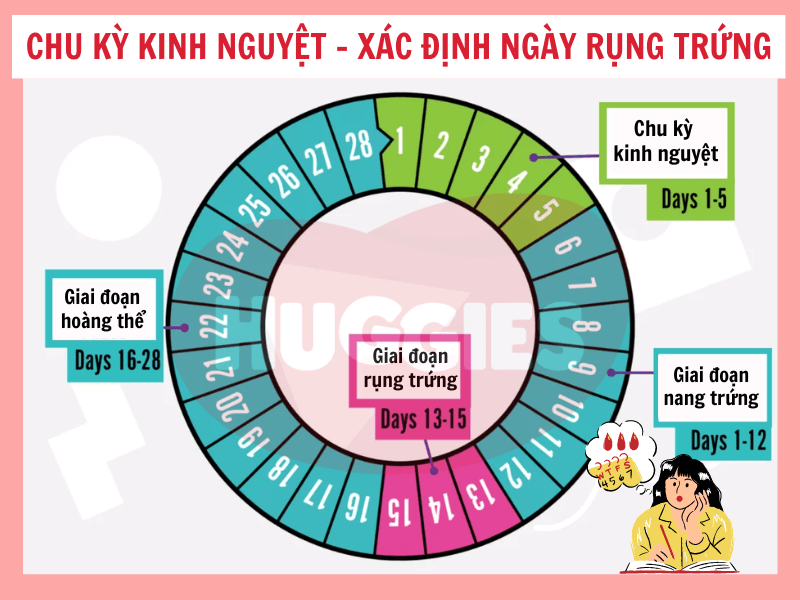 Bí kíp tính chu kỳ kinh nguyệt được tính như thế nào chuẩn nhất cho chị em