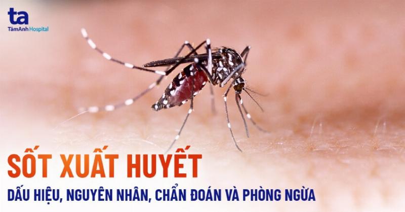 Triệu Chứng Bệnh Sốt Xuất Huyết: Dấu Hiệu Nào Cần Đặc Biệt Lưu Tâm?