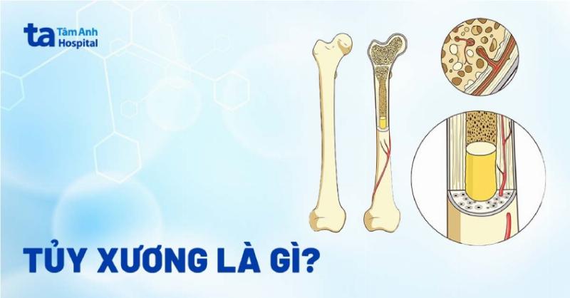 Chức năng của Hồng Cầu: Người Vận Chuyển Thầm Lặng Duy Trì Sự Sống