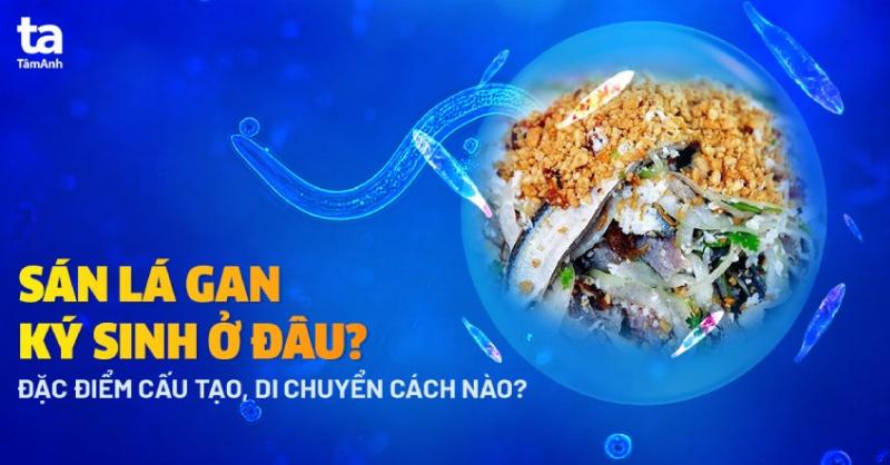 Trứng Sán Lá Gan Lớn: Hiểu Rõ Để Phòng Ngừa Nguy Cơ Cho Sức Khỏe
