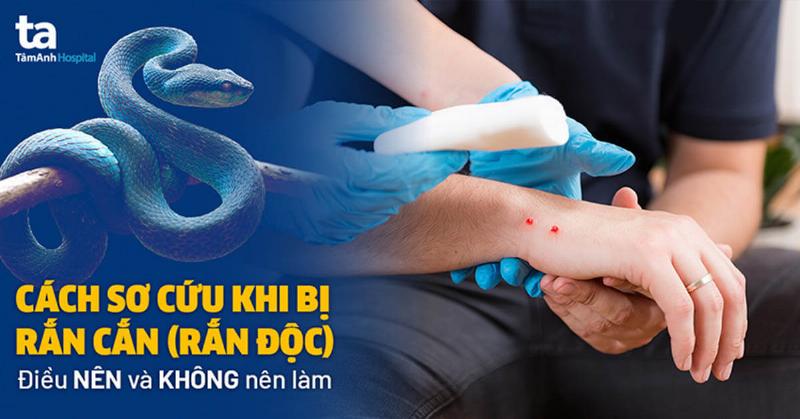 Rắn Hổ Mèo Có Độc Không? Giải Mã Nọc Độc Từ Góc Nhìn Chuyên Gia