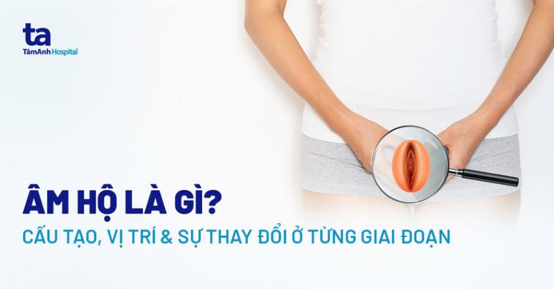 Mô tả chi tiết các bộ phận cấu tạo của âm hộ nữ giới bao gồm môi lớn, môi bé, âm vật