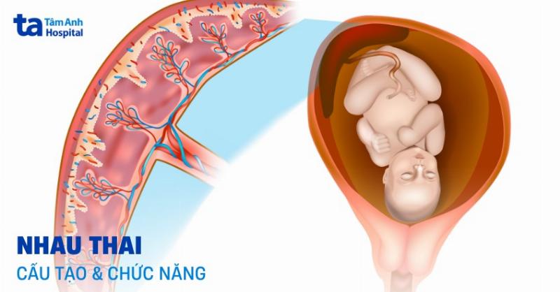 Rốn Mẹ Có Liên Quan Gì Đến Thai Nhi? Lời Giải Từ Chuyên Gia Sản Khoa