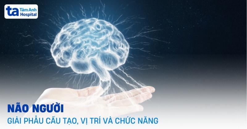 Các Dáng Mắt Trong Nhân Tướng Học: Góc Nhìn Khoa Học và Văn Hóa