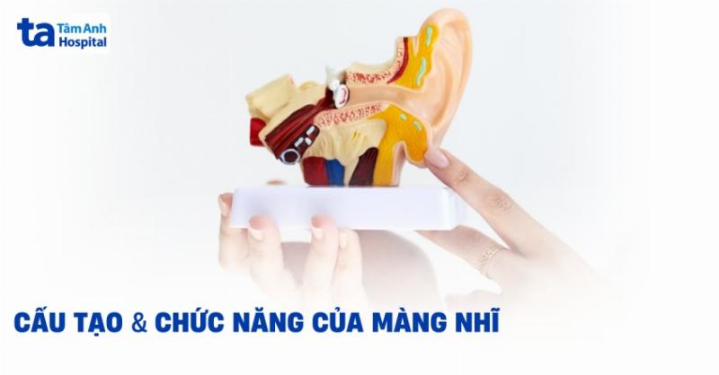 Sơ đồ cấu tạo tai người, minh họa vị trí màng nhĩ và chuỗi xương con