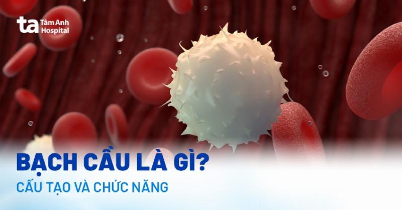 Vì sao tế bào vi khuẩn được gọi là tế bào nhân sơ? Giải mã bí ẩn từ cấu trúc đơn giản