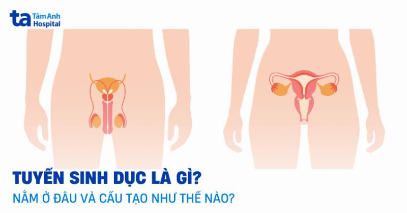 Uống Thuốc Gì Để Kinh Nguyệt Ra Sớm: Chuyên Gia Giải Đáp Tận Tường