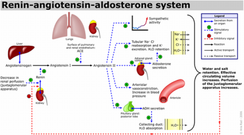 Hình ảnh minh họa hệ thống Renin-Angiotensin-Aldosterone và vị trí tác động của thuốc ức chế men chuyển.
