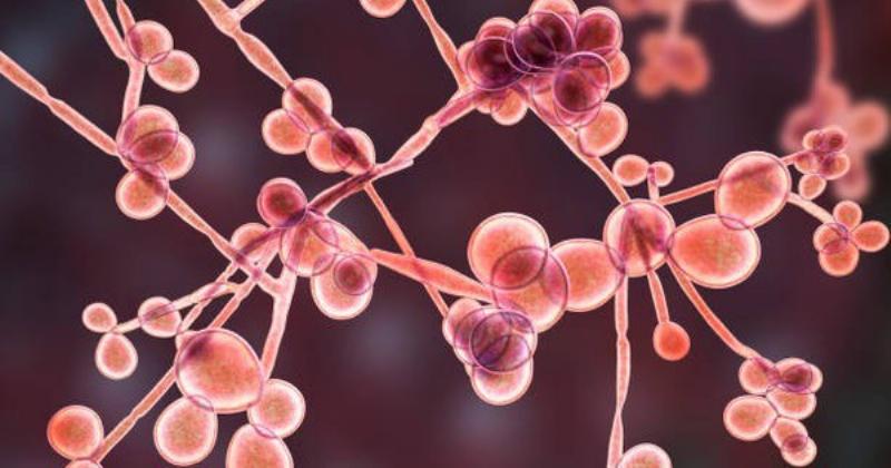 Lối sống lành mạnh hỗ trợ kiểm soát nấm candida