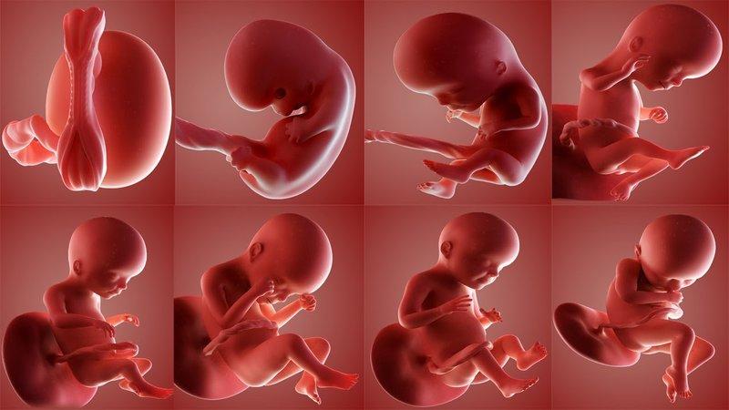 Dấu Hiệu Thai Nhi Thiếu Oxy Mẹ Bầu Cần Cảnh Giác Ngay