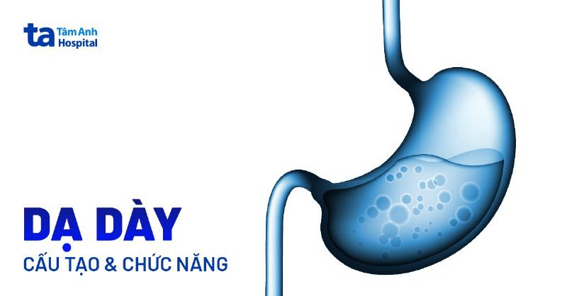 Dạ Dày và Bao Tử: Bạn Đã Thực Sự Hiểu Rõ Về Bộ Phận Quan Trọng Này Chưa?