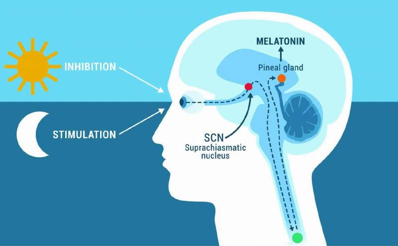 Hình ảnh đồng hồ sinh học (với biểu tượng ngày/đêm) bị lệch, minh họa rối loạn nhịp sinh học gây mất ngủ
