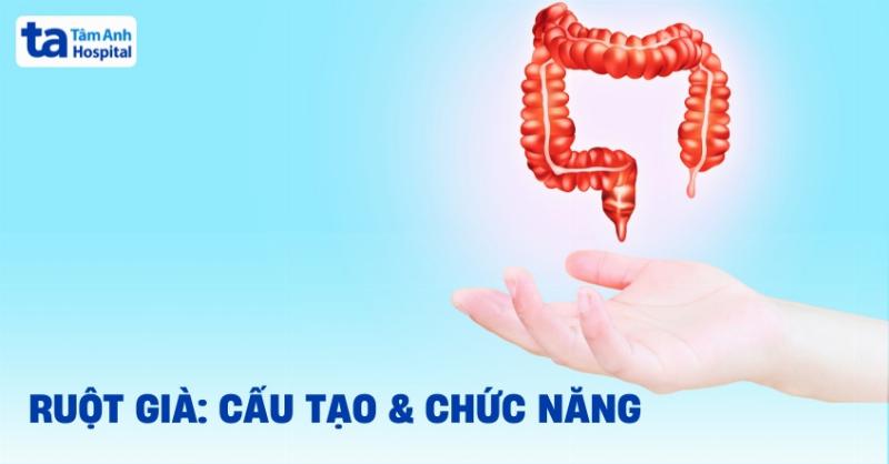 So sánh trực tràng bình thường khỏe mạnh và trực tràng bị viêm để dễ hình dung bệnh