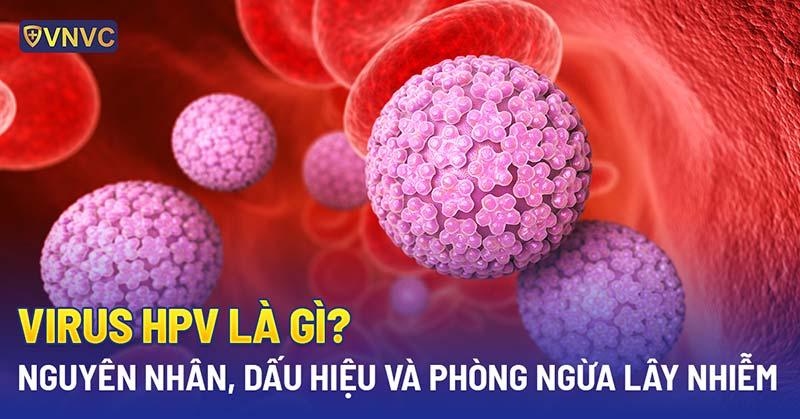 Hình ảnh minh họa mối liên hệ giữa tình trạng viêm lộ tuyến cổ tử cung và nguy cơ bị nhiễm hoặc làm nặng thêm tình trạng nhiễm các bệnh lây qua đường tình dục
